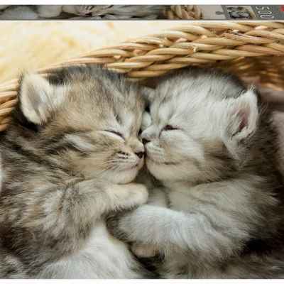 Пъзел Educa, Сладки котенца, 500 части