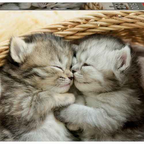 Пъзел Educa, Сладки котенца, 500 части