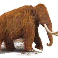 Пъзел Wow, Мамут 100 части-XAAqx.jpeg