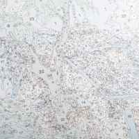 Творчески комплект Craft Buddy, Рисуване по номера, Вила Foxglove-Xgv5B.jpeg